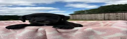 Springador dogs for sale: Beautiful springador puppies  - Advert 5