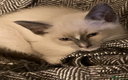 Ragamese cats for sale: Lovely ragamise kittens for sale  - Image 3