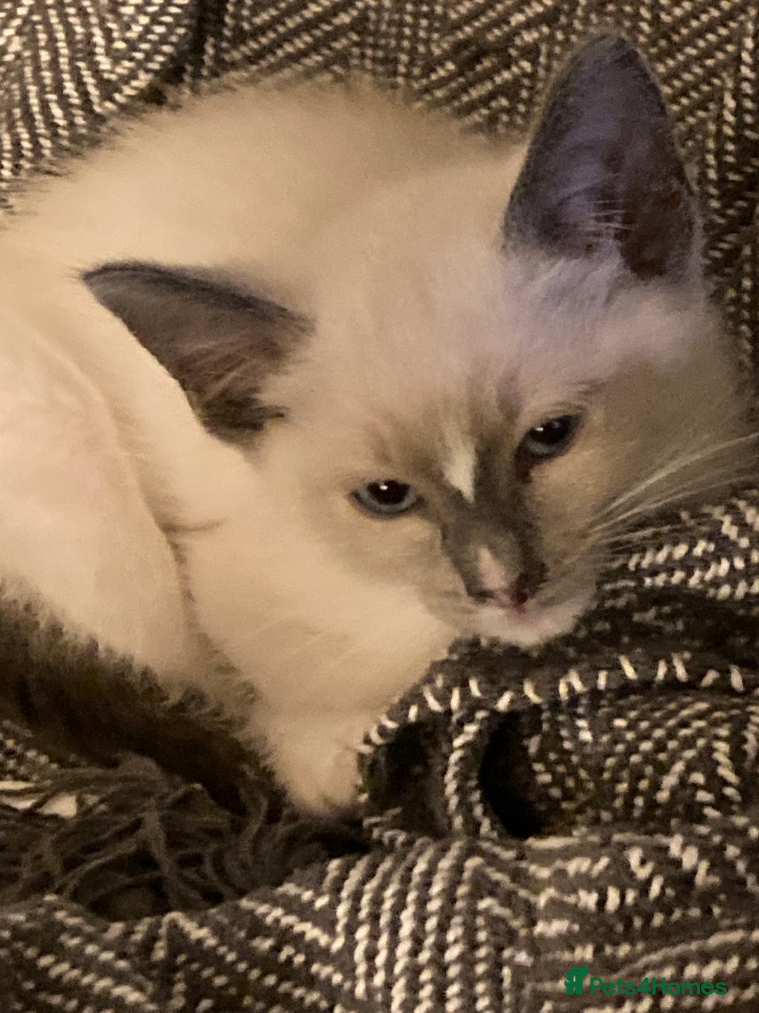 Ragamese cats for sale: Lovely ragamise kittens for sale  - Image 3