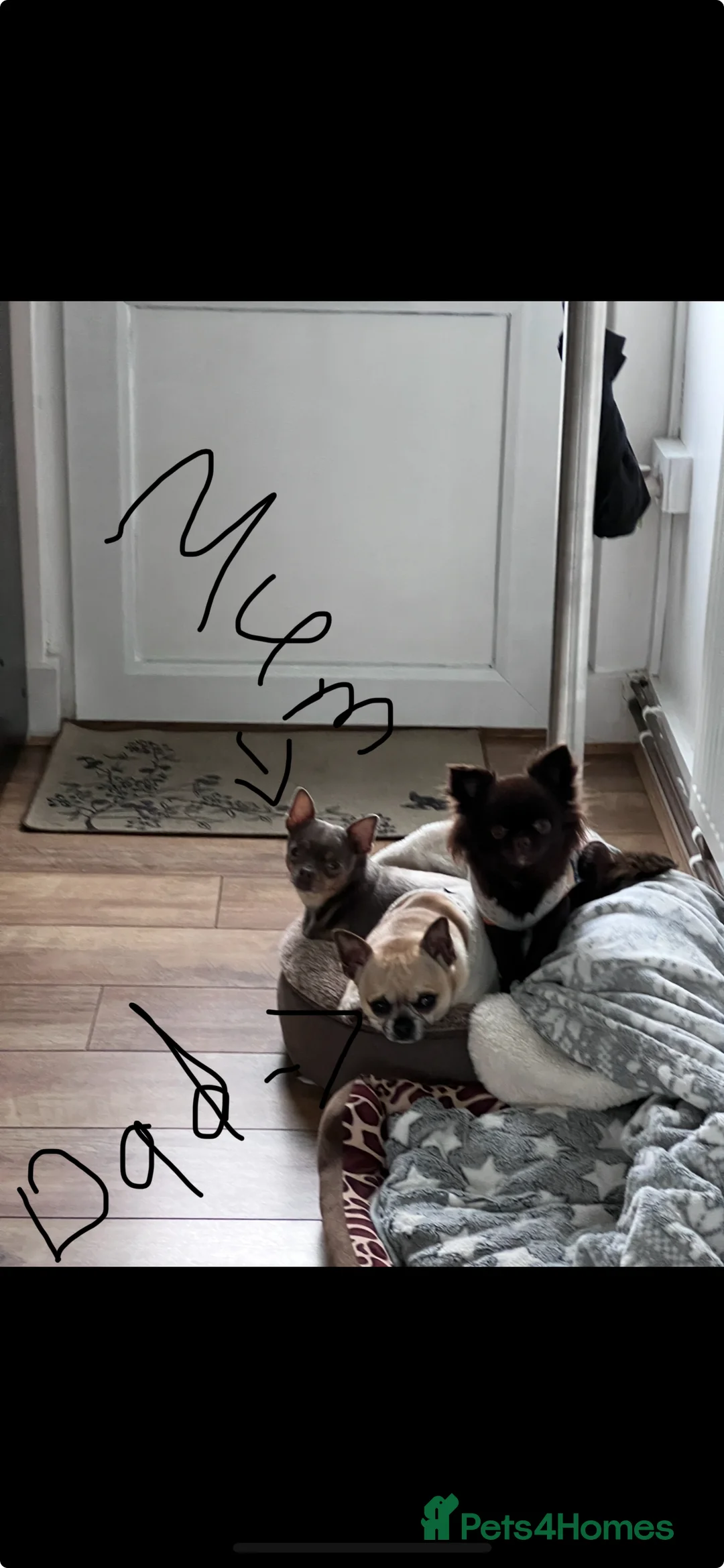 Chihuahua dogs for sale: Short coat chihuahuas available 🐾💓🐶 - Advert 15