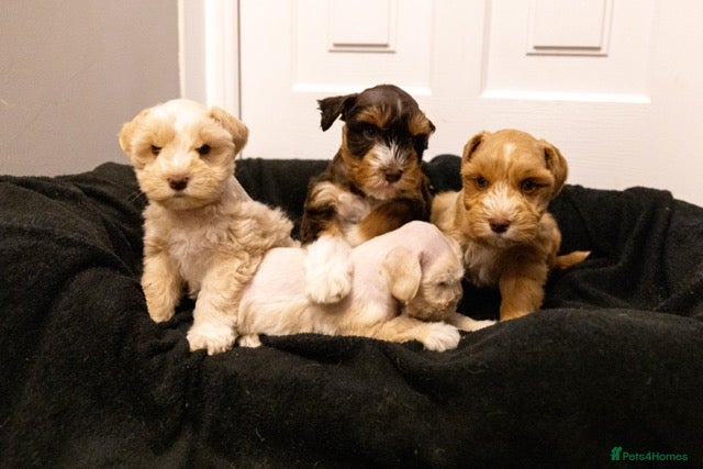 Miniature Schnauzer dogs Miniature Schnazuer puppies - American bloodlines  - Advert 1