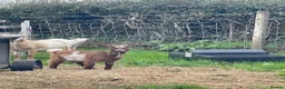 Goats livestock for sale: Pygmy goats for sale in Stoke-on-Trent - Advert 5