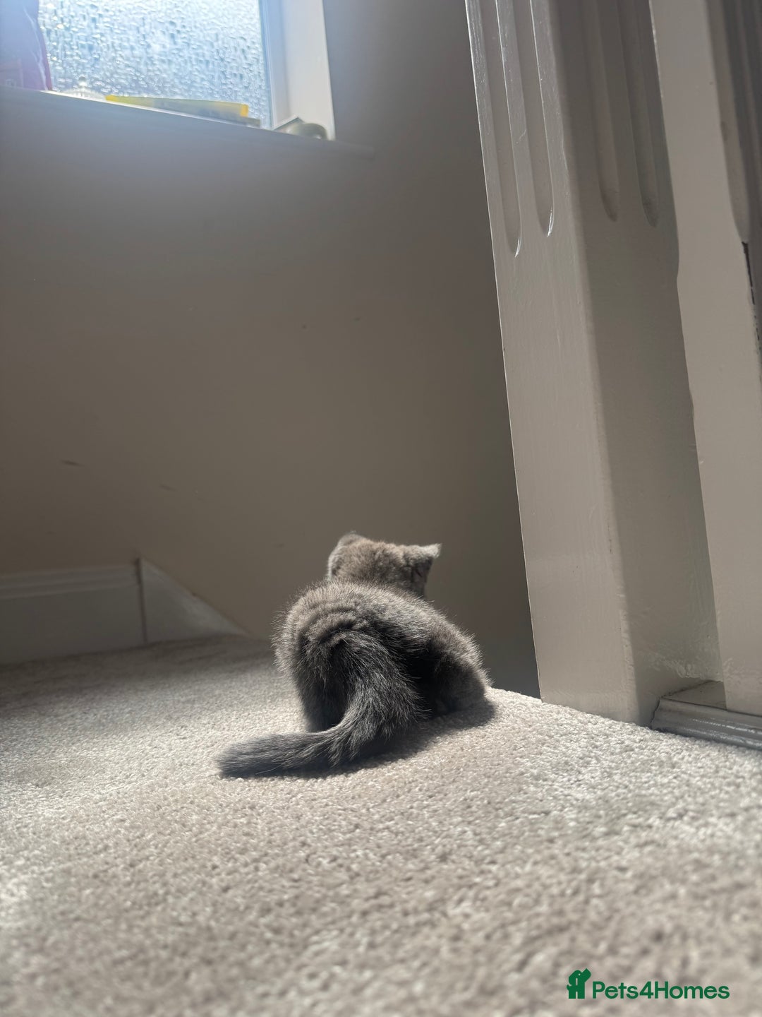 British Shorthair cats for sale: Outstanding PURE BSH kitten - Image 4