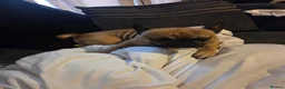 French Bulldog dogs for sale: 3 year old French bulldog  in Eastbourne - Advert 3