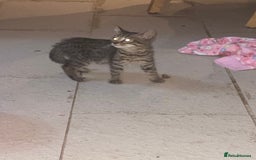 Mixed Breed cats for sale: kittens Bengal x microchipped flea/worm.insured.  - Image 4
