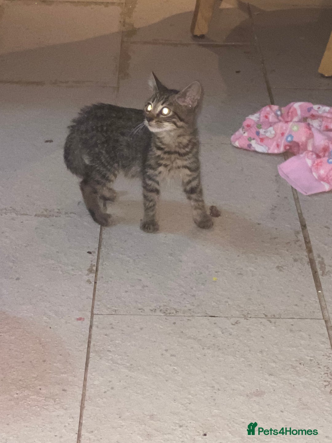Mixed Breed cats for sale: kittens Bengal x microchipped flea/worm.insured.  - Image 4