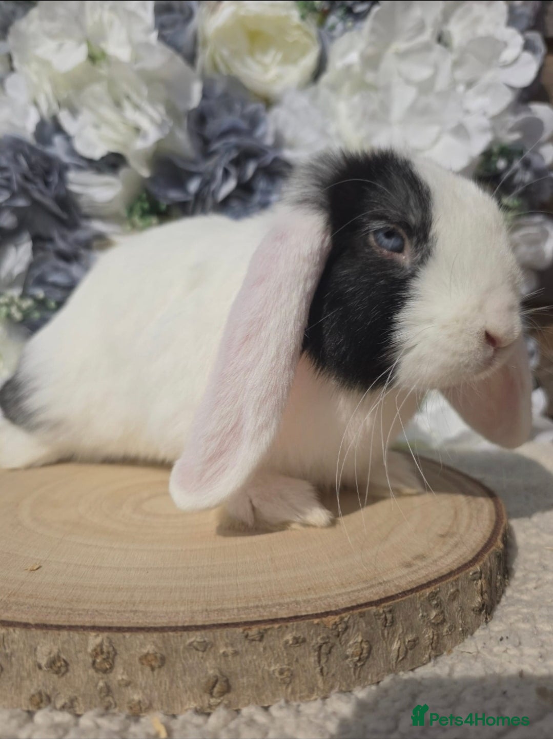 Mini Lop rabbits Mini Lop Black Split Playful Buck - Advert 12