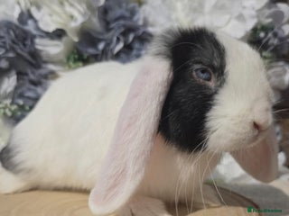 Mini Lop rabbits - Advert 5