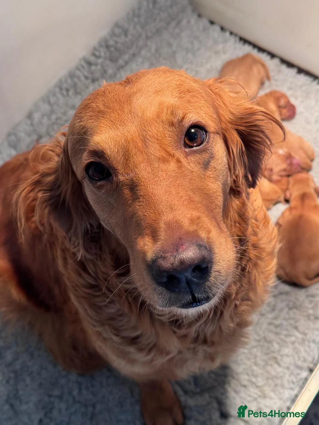 Golden Retriever dogs for sale: Available Immediately! - Advert 1