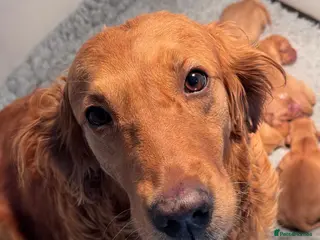 Golden Retriever dogs 1st Class ⭐️⭐️⭐️⭐️⭐️ Licensed - Advert 7