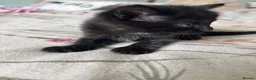Mixed Breed cats for sale: 2 Lovely Black Kittens for Sale  - Advert 4
