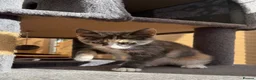 Maine Coon cats for sale: TORTOISESHELL MAINE COON X KITTENS - Advert 23