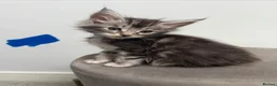 Maine Coon cats for sale: Ready now 😻 - Advert 4