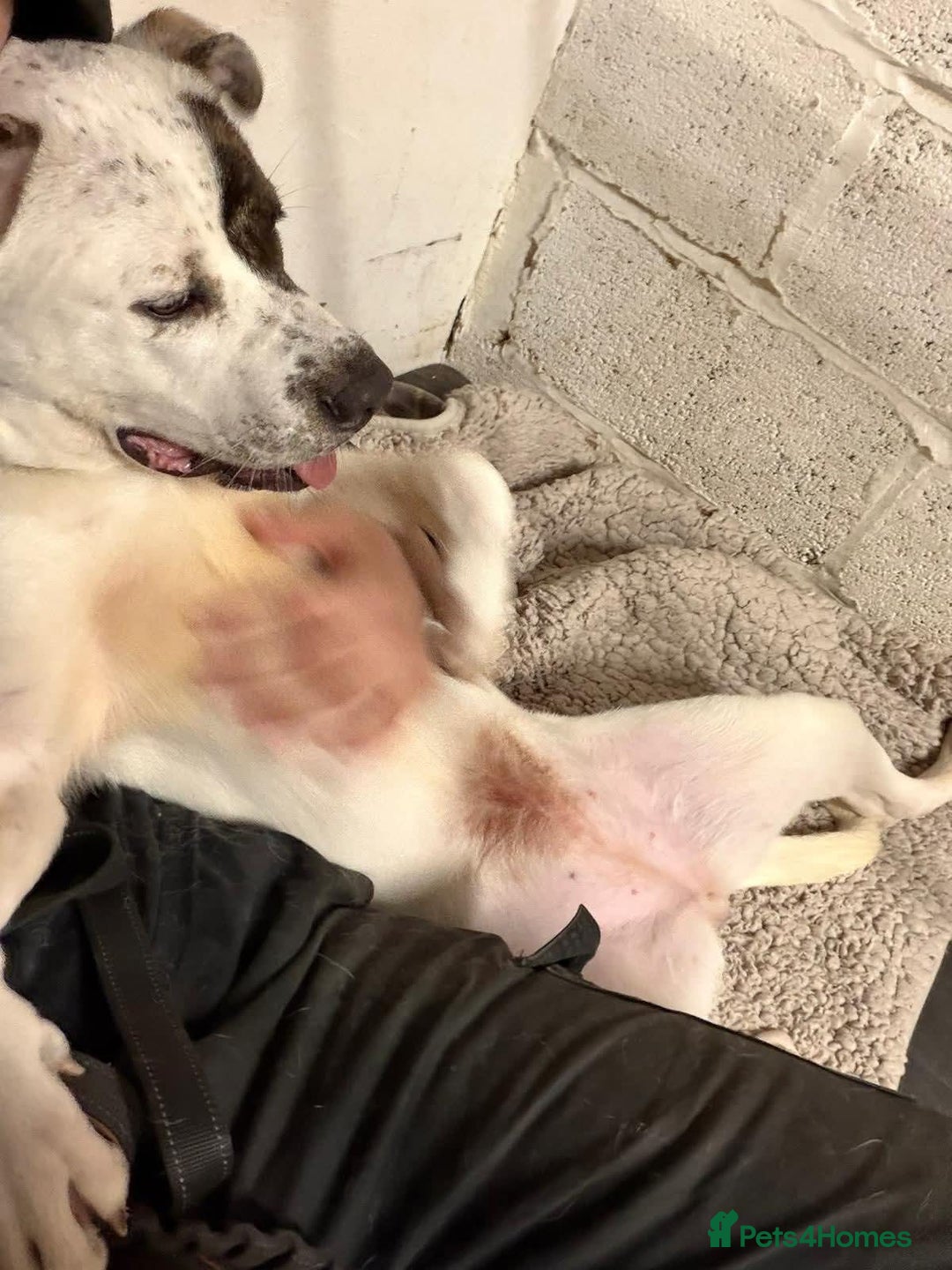 Mixed Breed dogs for adoption: Maggie Mabel - Advert 7