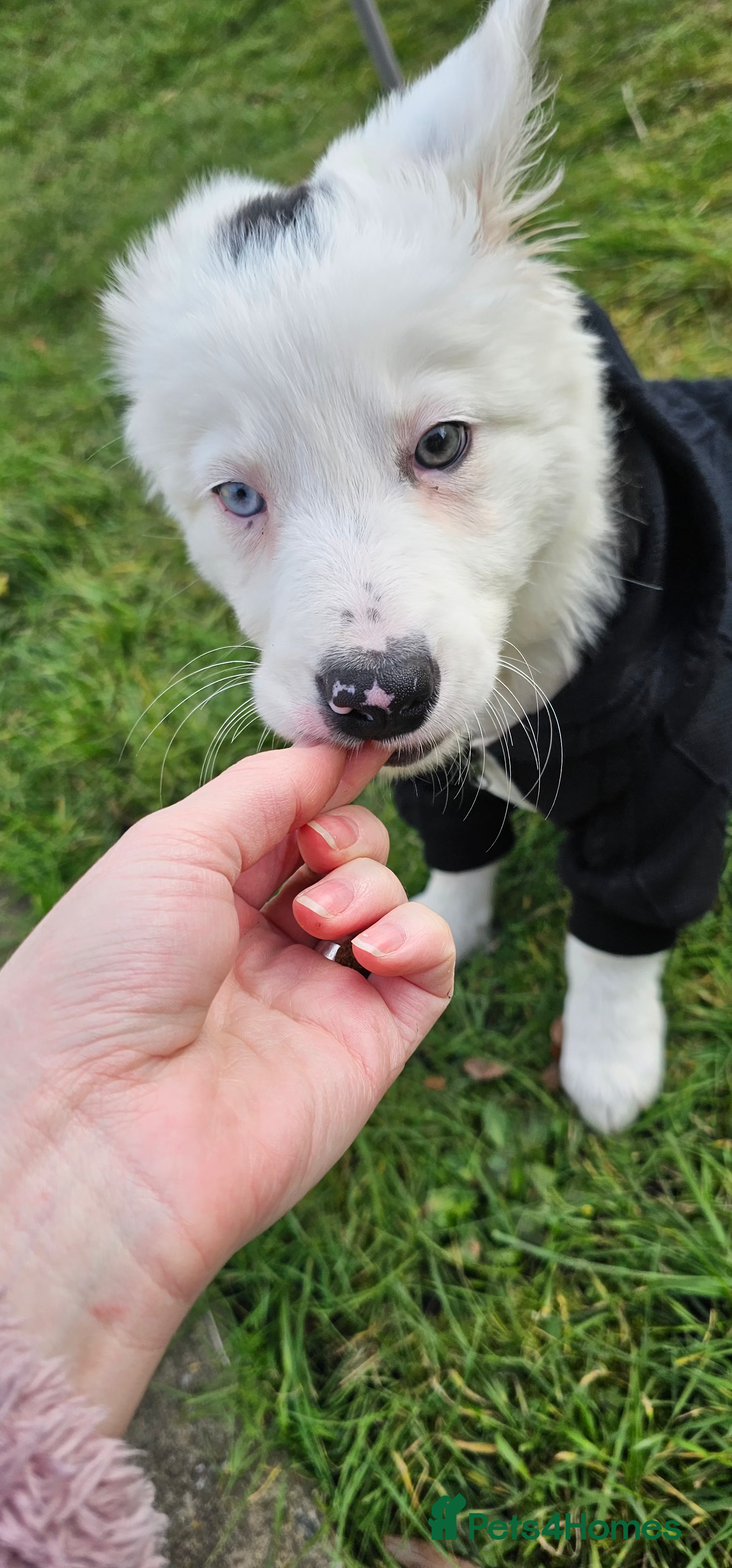 Border Collie dogs Yuna is looking for a family  in Coventry - Advert 1