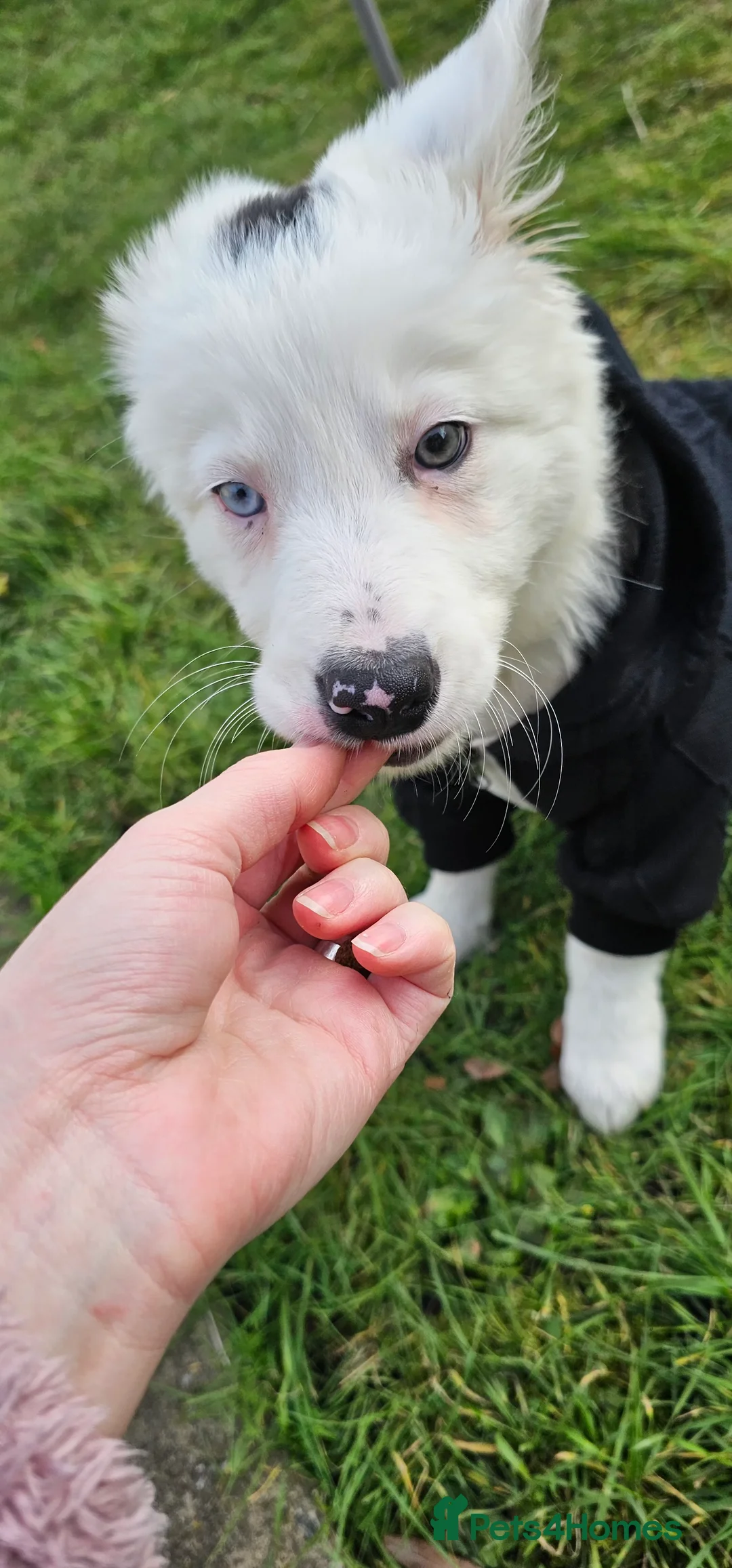 Border Collie dogs for sale: Yuna is looking for a family  in Coventry - Advert 1