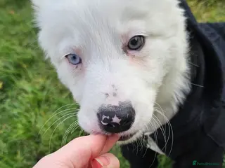 Border Collie dogs Yuna is looking for a family in Coventry - Advert 1