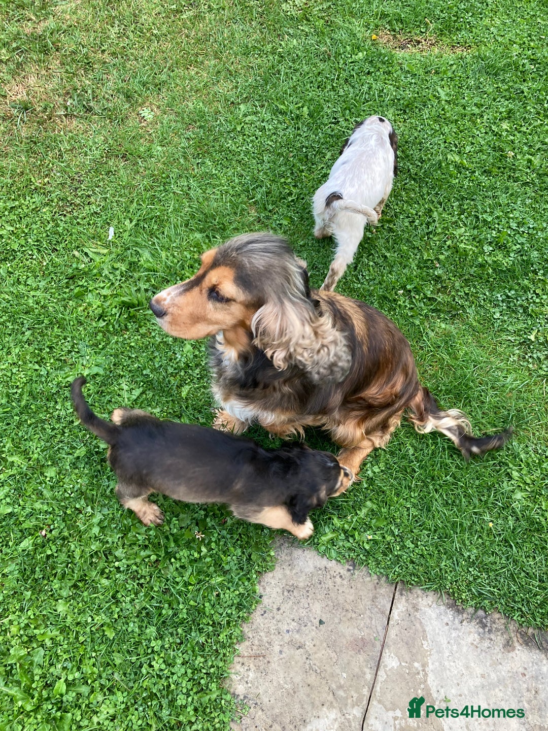 Cocker Spaniel dogs for sale: Boy 7months old - Advert 1