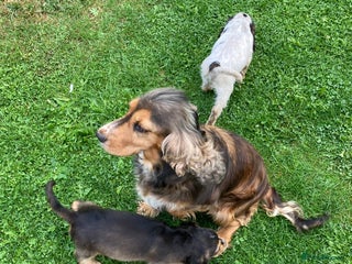 Cocker Spaniel dogs Boy 7months old - Advert 6