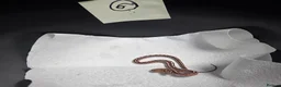 Corn Snake reptiles for sale: Various baby corn snakes unsexed x13 Bolton - Advert 6