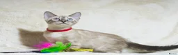 Bengal cats for sale: Ready to Leave TICA Registered Snow Bengal Girl  - Advert 6