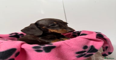 Miniature Dachshund dogs CHOCOLATE & CREAM MINIATURE DACHSHUND GIRL PUPPY  - Advert 3