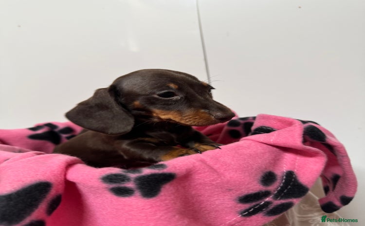 Miniature Dachshund dogs CHOCOLATE & CREAM MINIATURE DACHSHUND GIRL PUPPY  - Advert 11