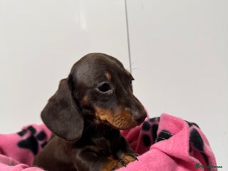 Miniature Dachshund dogs CHOCOLATE & CREAM MINIATURE DACHSHUND GIRL PUPPY - Advert 12