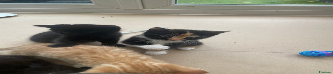 Domestic Shorthair Kitten 1