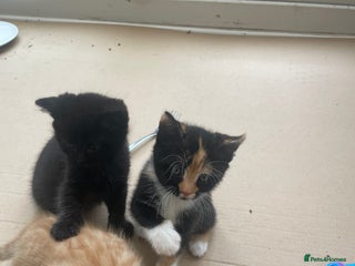 Domestic Shorthair cats Adorable kittens - Advert 19