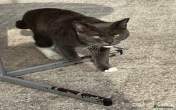 Mixed Breed cats for sale: Flora and cosmo - Image 4