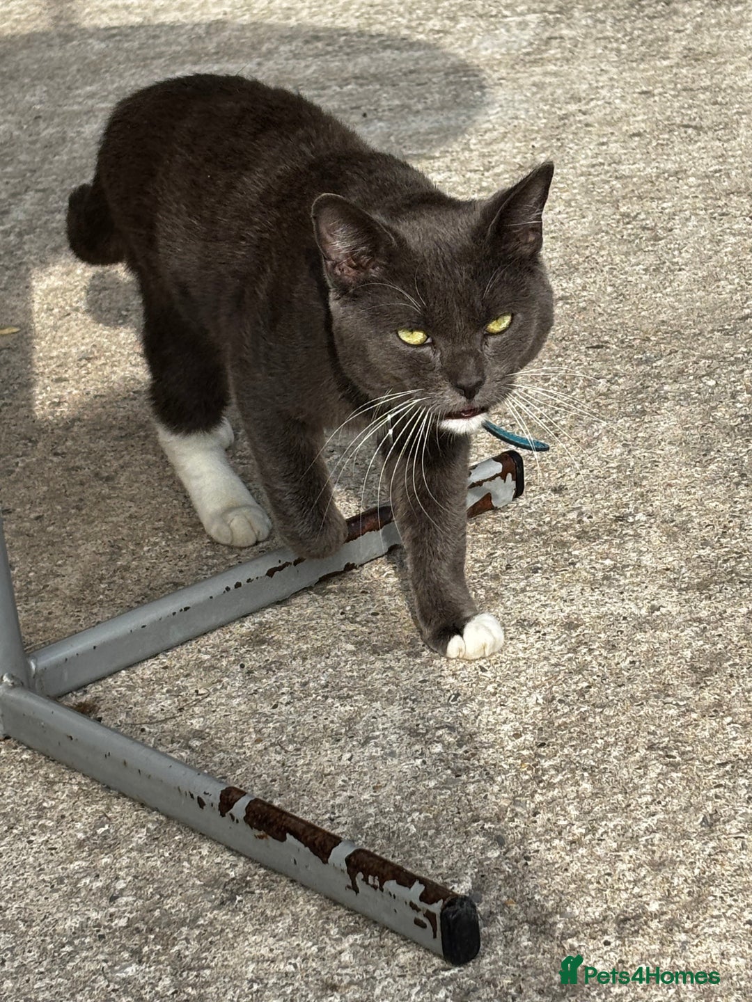 Mixed Breed cats for sale: Flora and cosmo - Image 4