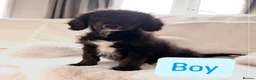 Bordoodle dogs for sale: Borderdoodle puppies  - Advert 11