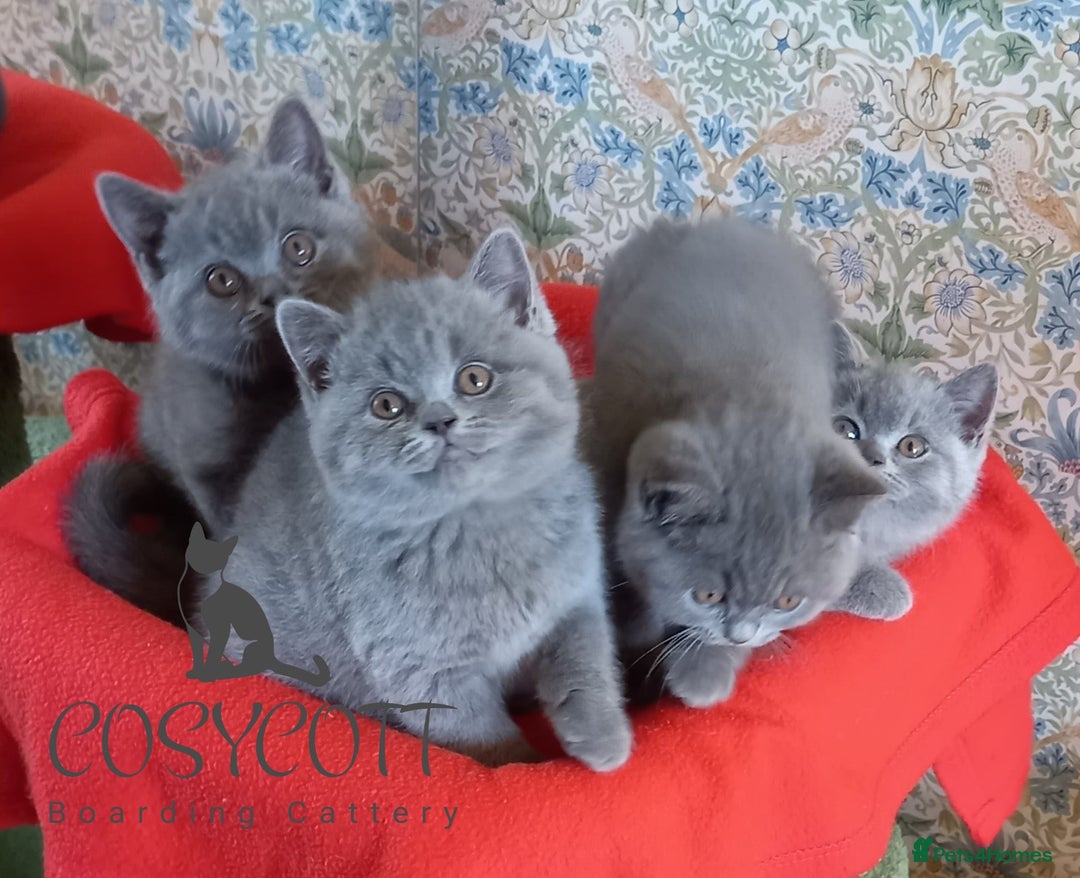 British Shorthair cats for sale: 100% Pedigree British Shorthair Kittens - Image 4