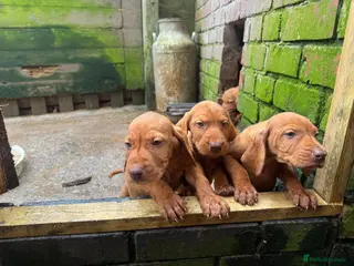 Hungarian Vizsla dogs Wire haired HungarianVizsla Puppies - Advert 19
