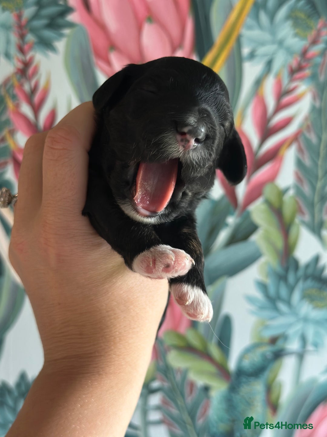 Cockapoo dogs for sale: Cockapoo puppies - Image 9