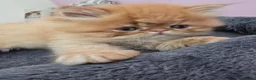 Exotic cats for sale: READY  NOW  GCCF  registered  kittens. - Advert 6
