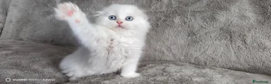 Scottish Fold 1