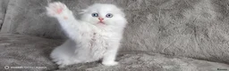 Scottish Fold cats for sale: Playful and affectionate kittens  - Advert 9