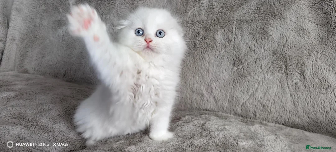 Scottish Fold cats for sale: Playful and affectionate kittens  - Advert 9