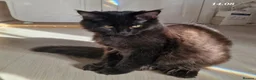 Maine Coon cats for sale: 3 maine coon kittens ready in Bury - Advert 15