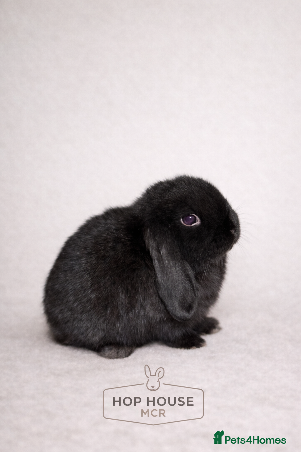 Mini Lop rabbits Mini lop rabbit - Advert 1