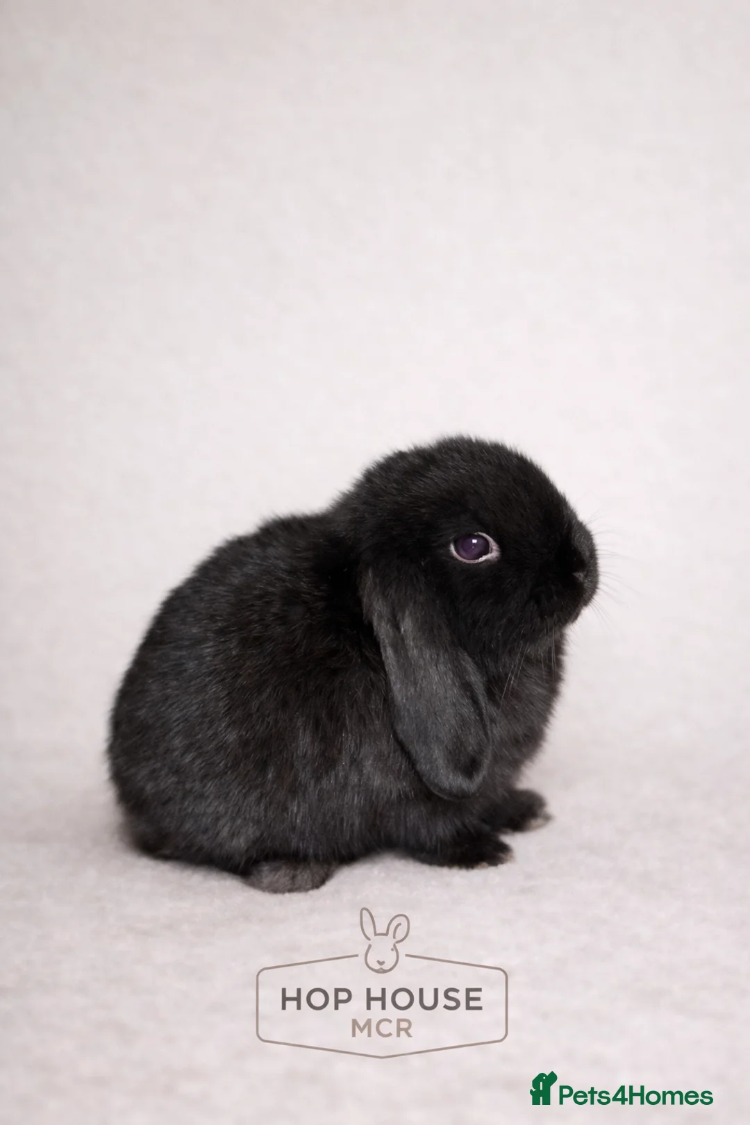 Mini Lop rabbits for sale: Mini lop rabbit - Advert 1