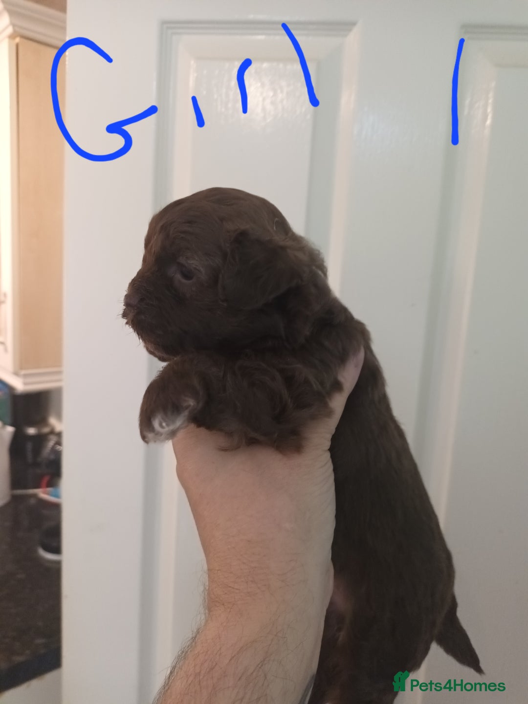 Shihpoo dogs for sale: shihpoo pups - Image 6