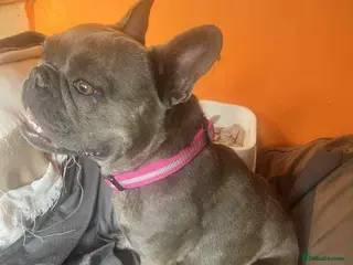 French Bulldog dogs French bulldog puppies - Advert 1