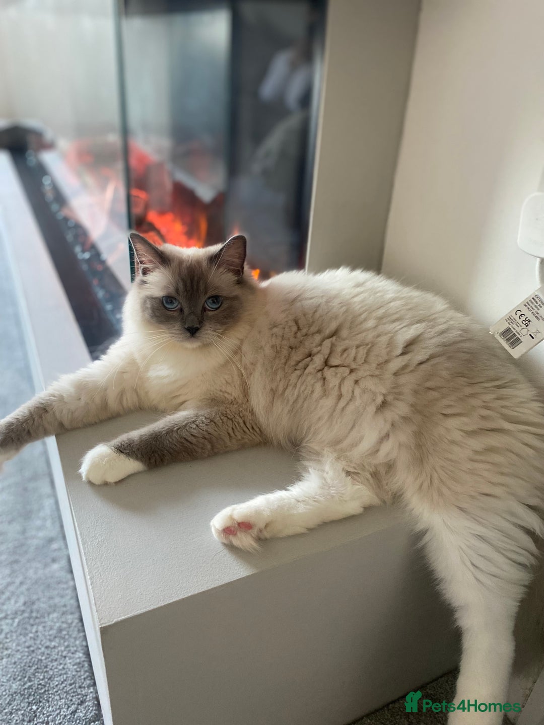 Ragdoll cats for sale: Beautiful doll face Ragdoll kittens  - Image 2