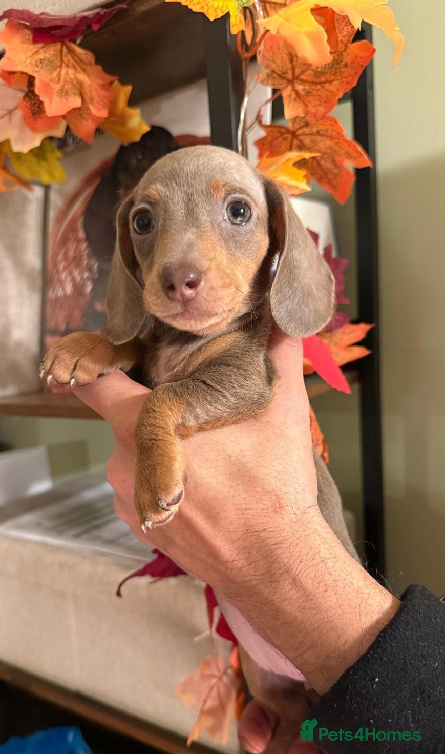 Miniature Dachshund dogs Happy Little Charming Puppies Ready to Go  - Advert 13