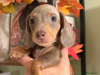 Miniature Dachshund dogs Happy Little Charming Puppies Ready to Go - Advert 8