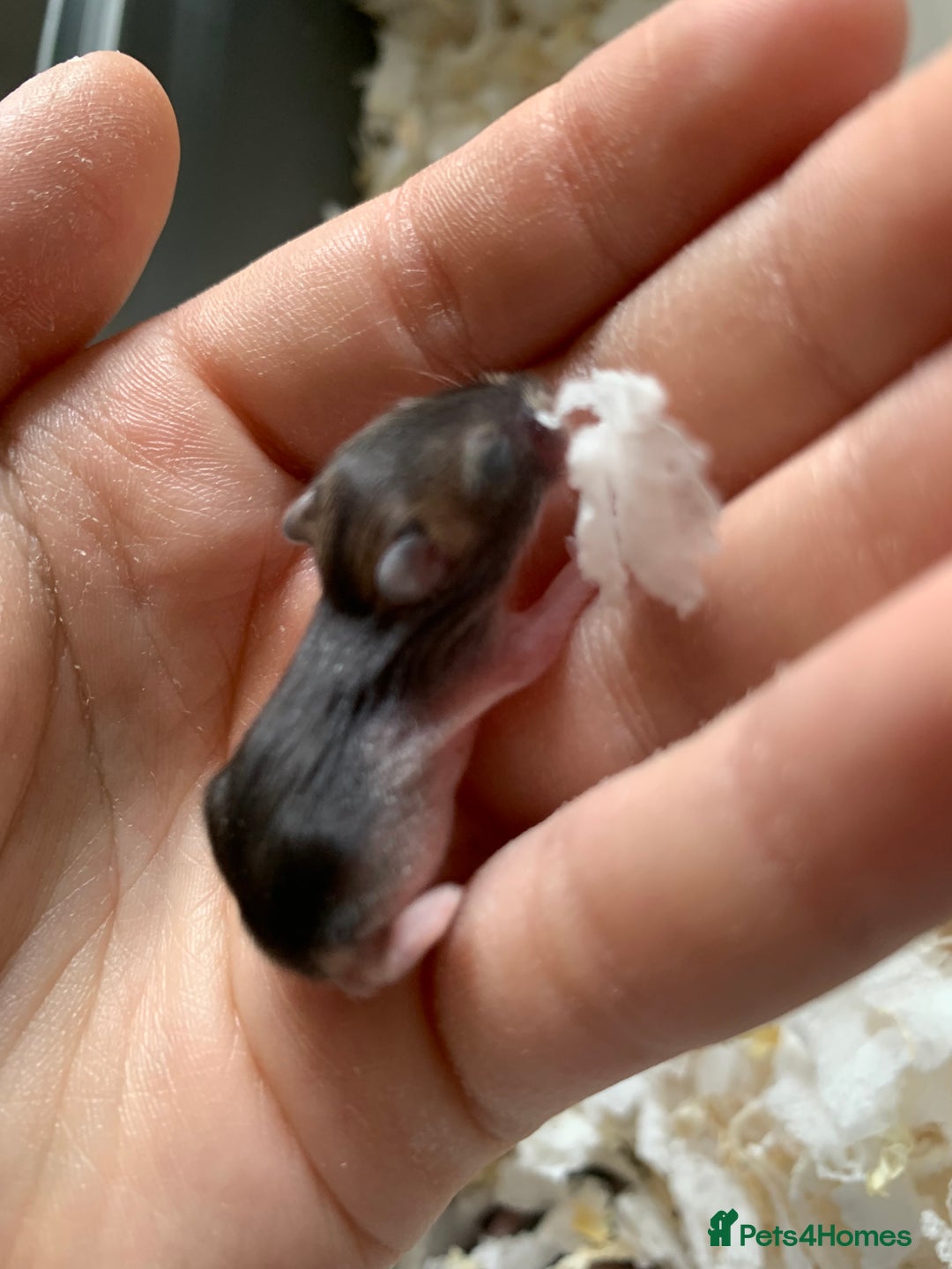 Hamster rodents for sale: Russian dwarfs  - Image 2