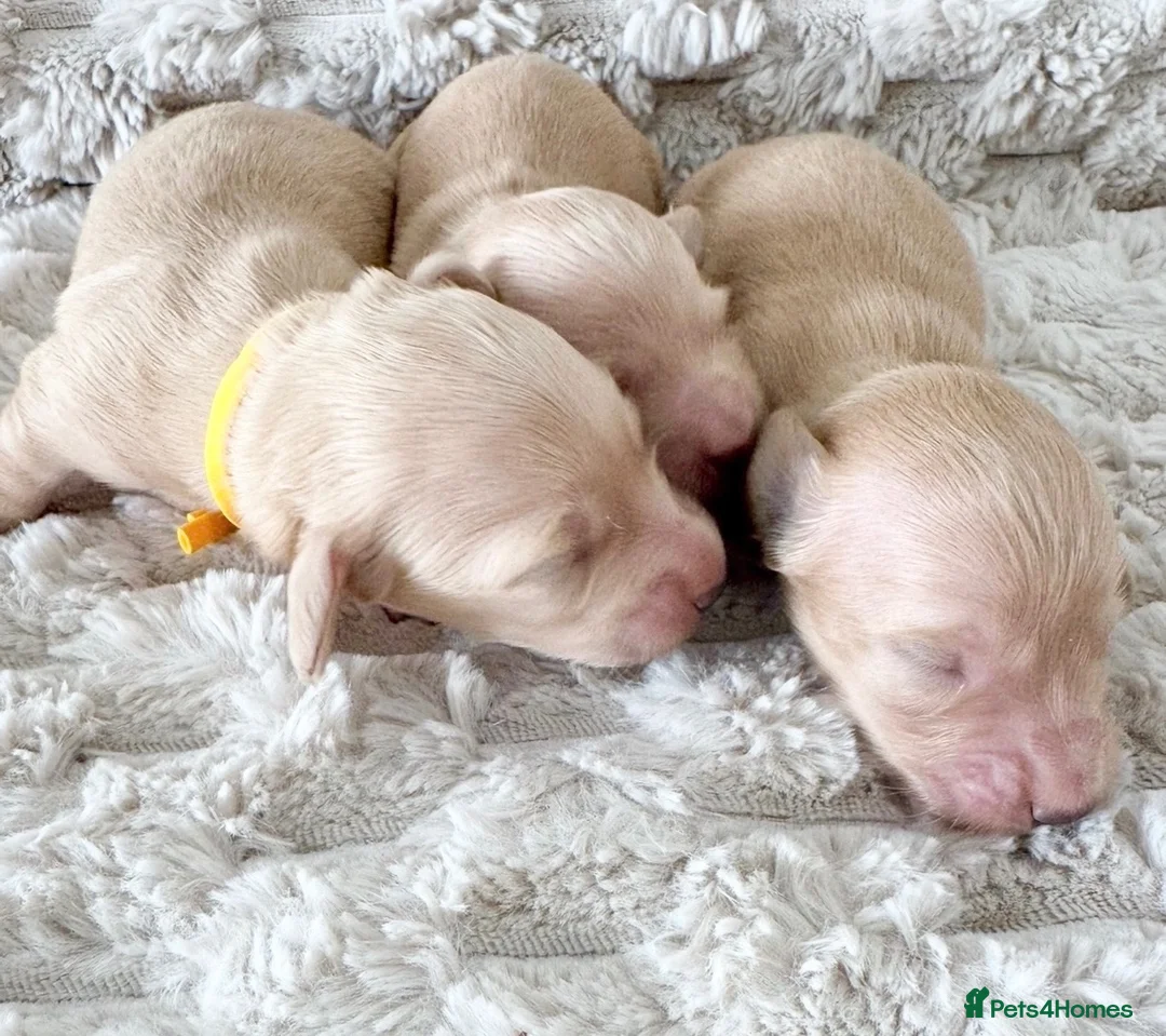 Miniature Dachshund dogs for sale: True cream miniature longhaired dachshunds  - Advert 7